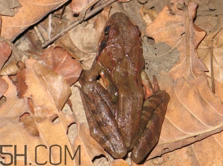 东北林蛙是发物吗,林蛙是发物吗,开腹手术得人能吃吗