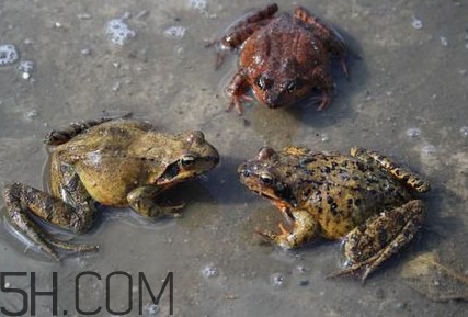 买卖林蛙违法吗,买卖林蛙怎么处罚