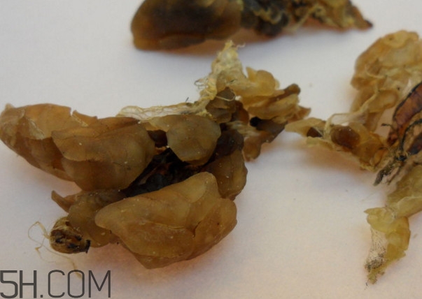 鹿胎膏和雪蛤哪个好,鹿胎雪蛤的功效和作用