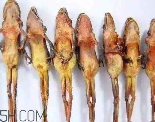 雪蛤油和林蛙油一样吗,雪蛤和雪蛤油一样吗