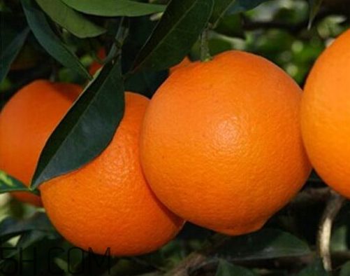 脐橙不能和什么一起吃吗,赣南脐橙不能和什么一起吃