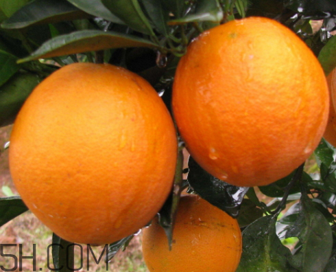 冰糖橙价格今日行情,怎样选桔子最甜