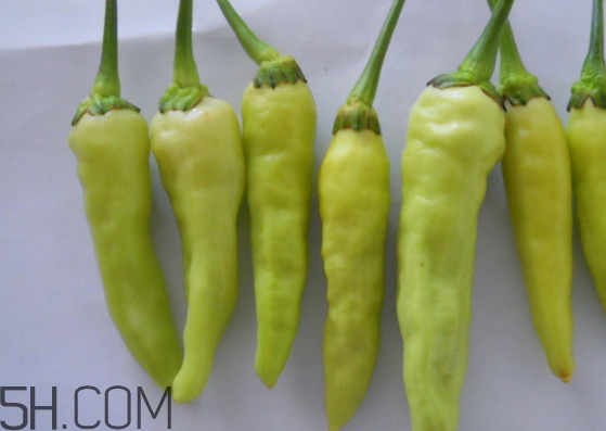 泡椒用什么辣椒最好,小米椒泡椒 泡椒用什么辣椒最好,小米椒泡椒