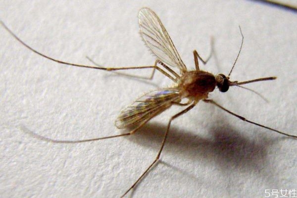 被蚊子咬了抹蒜科学吗(被蚊子咬了抹蒜科学吗婴儿)