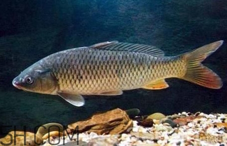 黄河鲤鱼吃什么长大的,正宗黄河鲤鱼在哪里吃