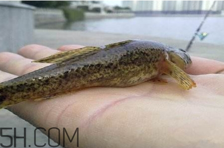 松江鲈鱼最大的多少斤,松江鲈鱼的松江在哪里