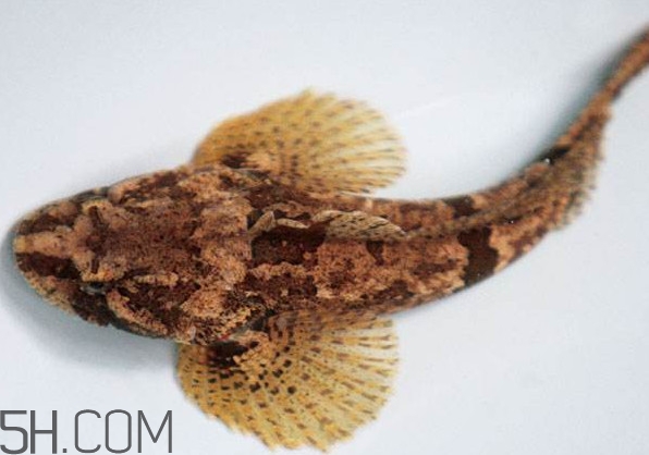 松江哪里能吃到松江鲈鱼,松江鲈鱼灭绝了吗 松江哪里能吃到松江鲈鱼,松江鲈鱼灭绝了吗