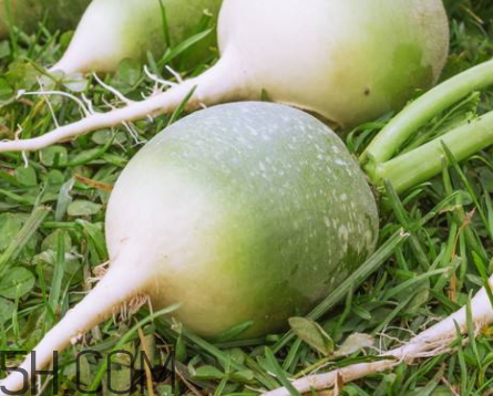 青萝卜是酸性还是碱性食物,青萝卜属于碱性还是酸性