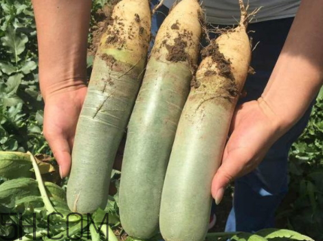 青萝卜是凉性还是热性的,青萝卜是凉性的吗 青萝卜是凉性还是热性