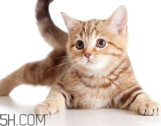 为什么猫吃芥末会死,猫吃芥末会不会死掉