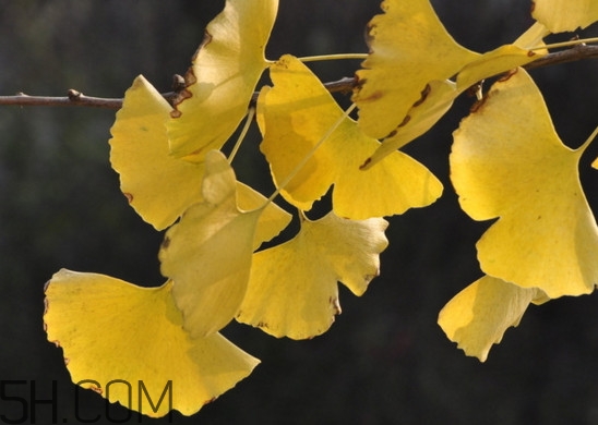 银杏叶长什么,银杏叶长什么样子