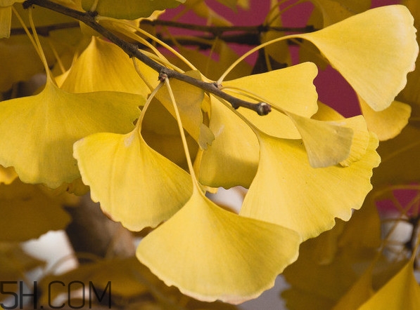 银杏叶怎么去斑,银杏叶祛斑方法 银杏叶怎么去斑,银杏叶祛斑方法