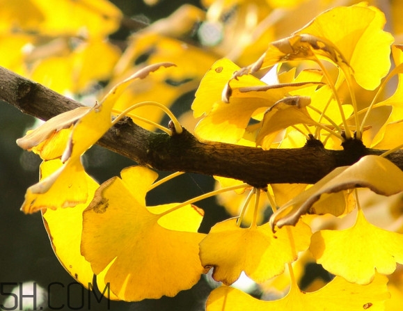 银杏叶泡脚有什么好处?,银杏叶子泡脚有什么用处 银杏叶泡脚有什么好处?,银杏叶子泡脚有什么用处