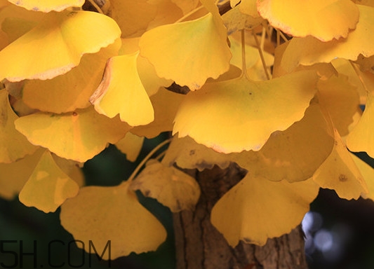 银杏叶的采收时间是什么季节,银杏叶什么时候采摘药效最好