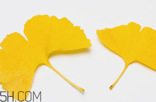 银杏叶有什么作用和功效,银杏果有什么作用和功效