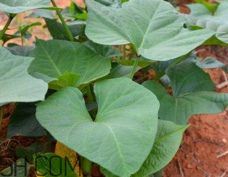 地瓜叶不能和什么一起吃?,地瓜叶不能和什么一起吃你知道吗?