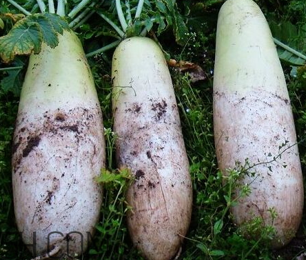 胡萝卜是凉性的吗,煮熟的萝卜是凉性的吗