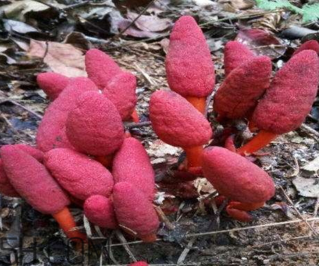回春草有什么作用和功效,回春草有什么作用