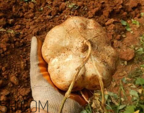 凉薯什么时候种植最好,凉薯什么时候种植