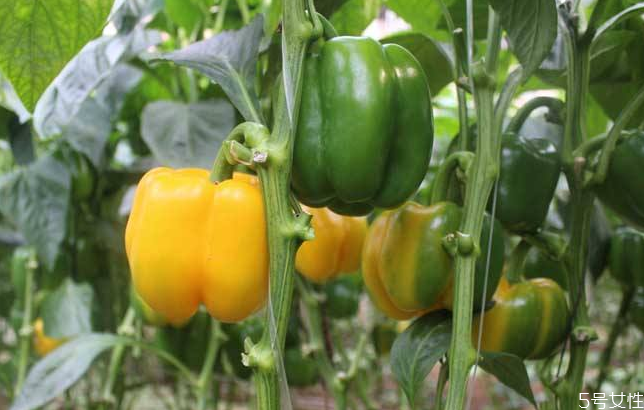 转基因的种类(转基因的种类)