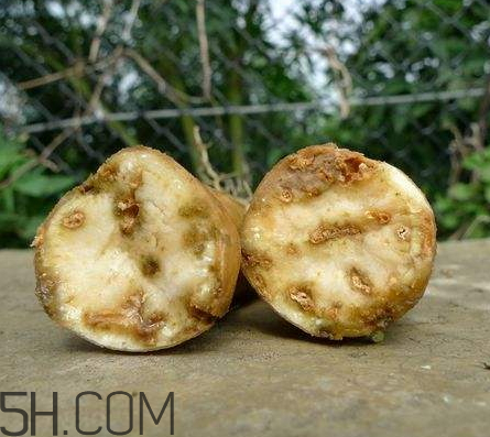 红薯烂了一点还能吃吗?,烂掉一半的红薯能吃吗