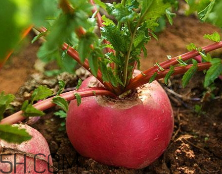 白萝卜和什么一起吃减肥,青萝卜吃多了会胖吗