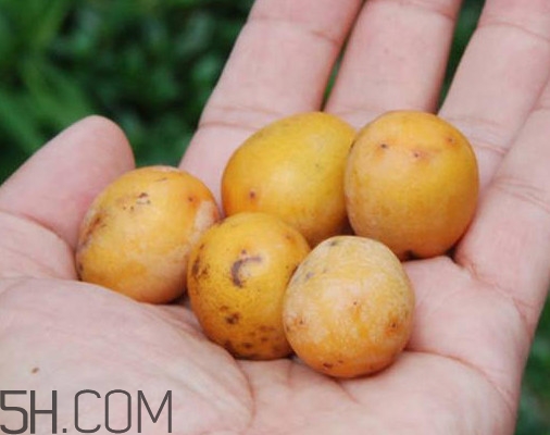 南酸枣多少钱一斤,酸枣多少钱一斤