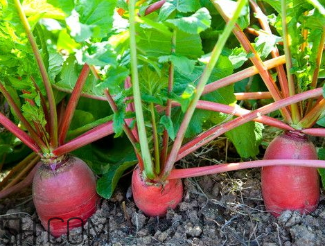 红皮萝卜为什么会辣,萝卜为什么会辣