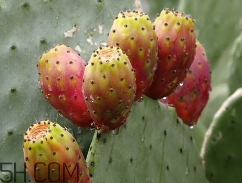 仙人掌是寒性的吗?,仙人掌果属于寒性还是温性的