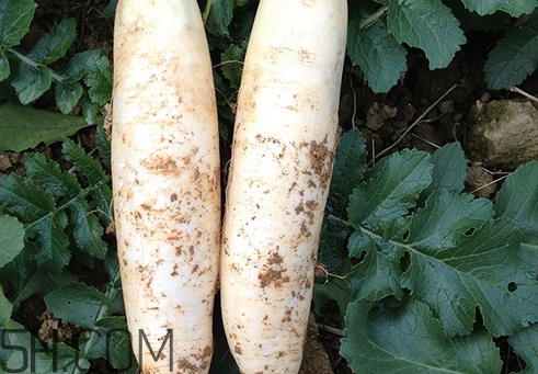 青萝卜吃多了会胖吗,白萝卜加什么吃可以减肥