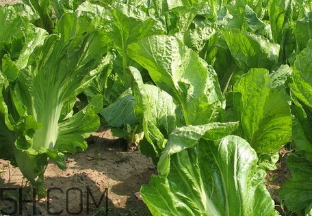 芥菜吃多了会怎么样?,芥菜吃多了好吗 芥菜吃多了会怎么样?,芥菜吃多了好吗