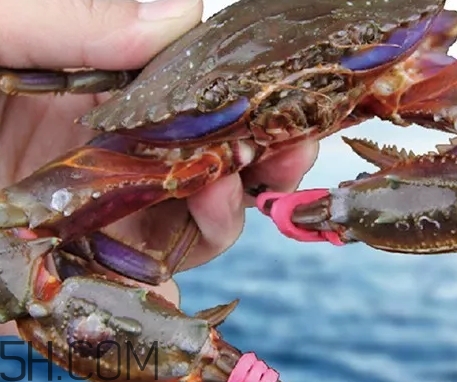 海虹蟹好吃吗,海虹蟹和梭子蟹哪个好吃 海虹蟹好吃吗,海虹蟹和梭子蟹哪个好吃