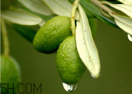 橄榄上市时间,橄榄什么时候成熟上市