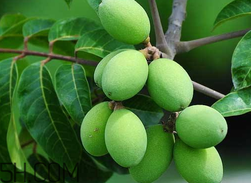 橄榄是热性还是凉性水果,橄榄是热性还是凉性的