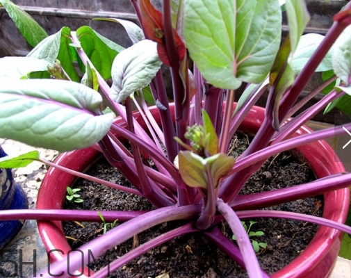 红菜苔种子价格,红菜苔种植技术