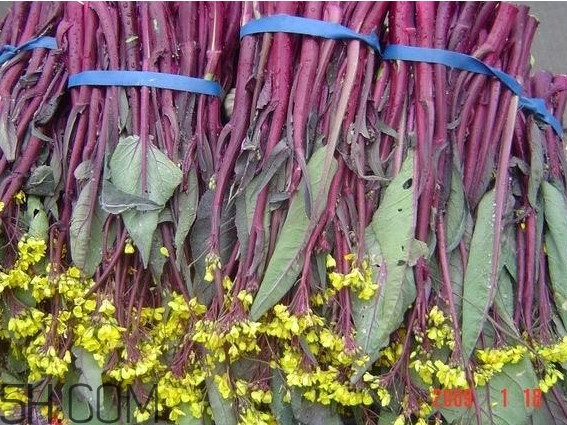 正宗洪山菜苔多少钱一斤,宝通寺洪山菜苔多少钱一斤