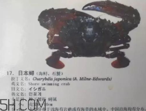 海虹蟹和梭子蟹哪个好吃,梭子蟹和飞蟹哪个好