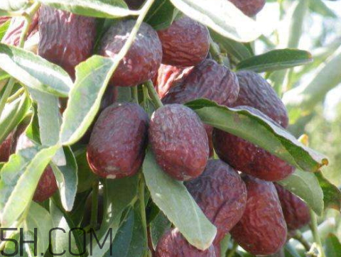 灰枣怎么清洗比较干净,新疆灰枣怎么清洗