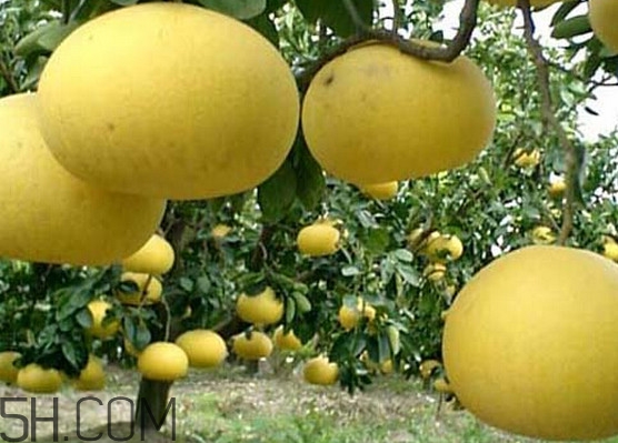 文旦柚多少钱一斤,玉环文旦柚多少钱一斤 文旦柚多少钱一斤,玉环文旦柚多少钱一斤