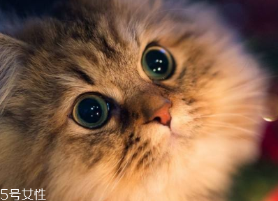 美瞳含水量越高越好吗?,美瞳含水量高好还是含水量低好