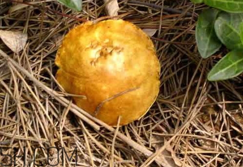 松菇怎么清洗干净,松菇怎么清洗