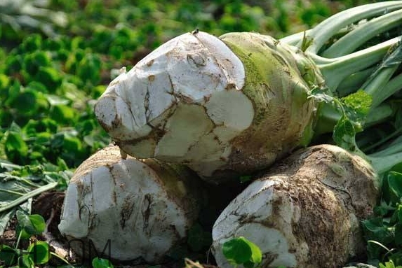 芥菜根是什么样子的,芥菜根是什么意思 芥菜根是什么样子的,芥菜根是什么意思