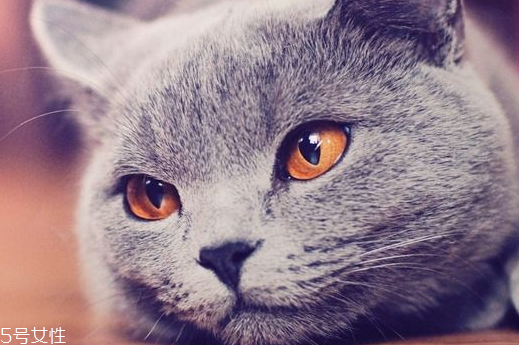 美瞳是化妆品吗,什么是美瞳?