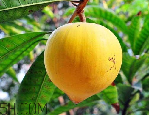 蛋黄果是热性还是凉性水果,蛋黄果是热性的还是凉性的