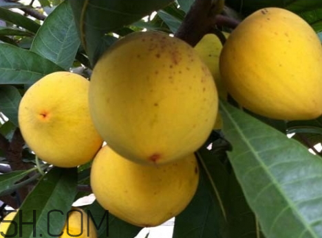 蛋黄果能放冰箱吗,蛋黄果怎么存放