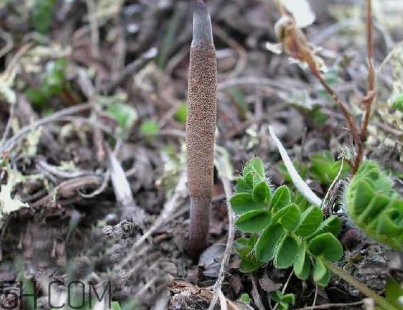 哪里产的冬虫夏草质量最好,哪里的冬虫夏草最好