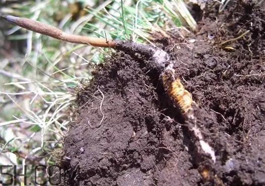 冬虫夏草怎么样吃效果最佳?,冬虫夏草怎么吃最好