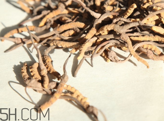 西藏冬虫夏草什么时候采挖,冬虫夏草什么时候采挖