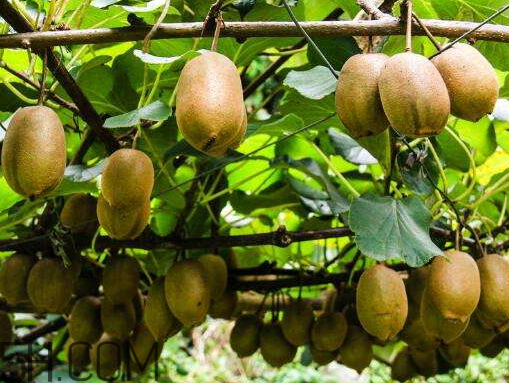 周至猕猴桃多少钱一斤?,周至猕猴桃价格