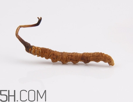 冬虫夏草有毒性吗,冬虫夏草有毒吗